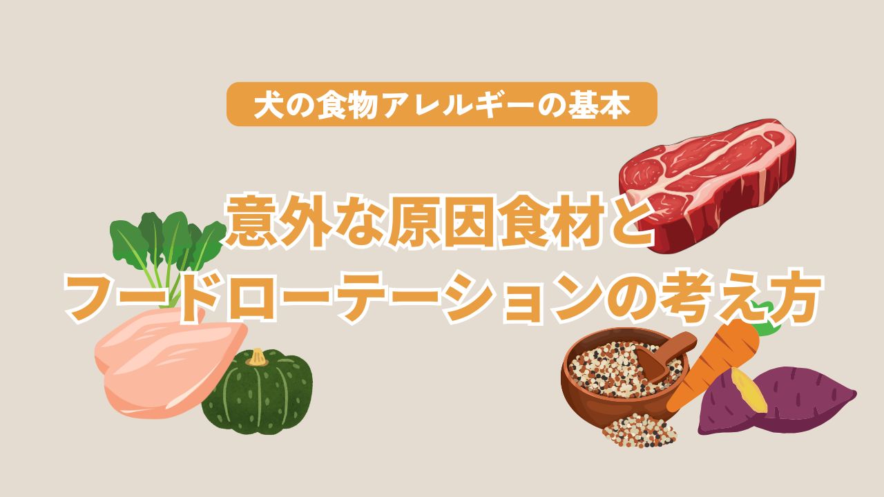 犬の食物アレルギーの基本