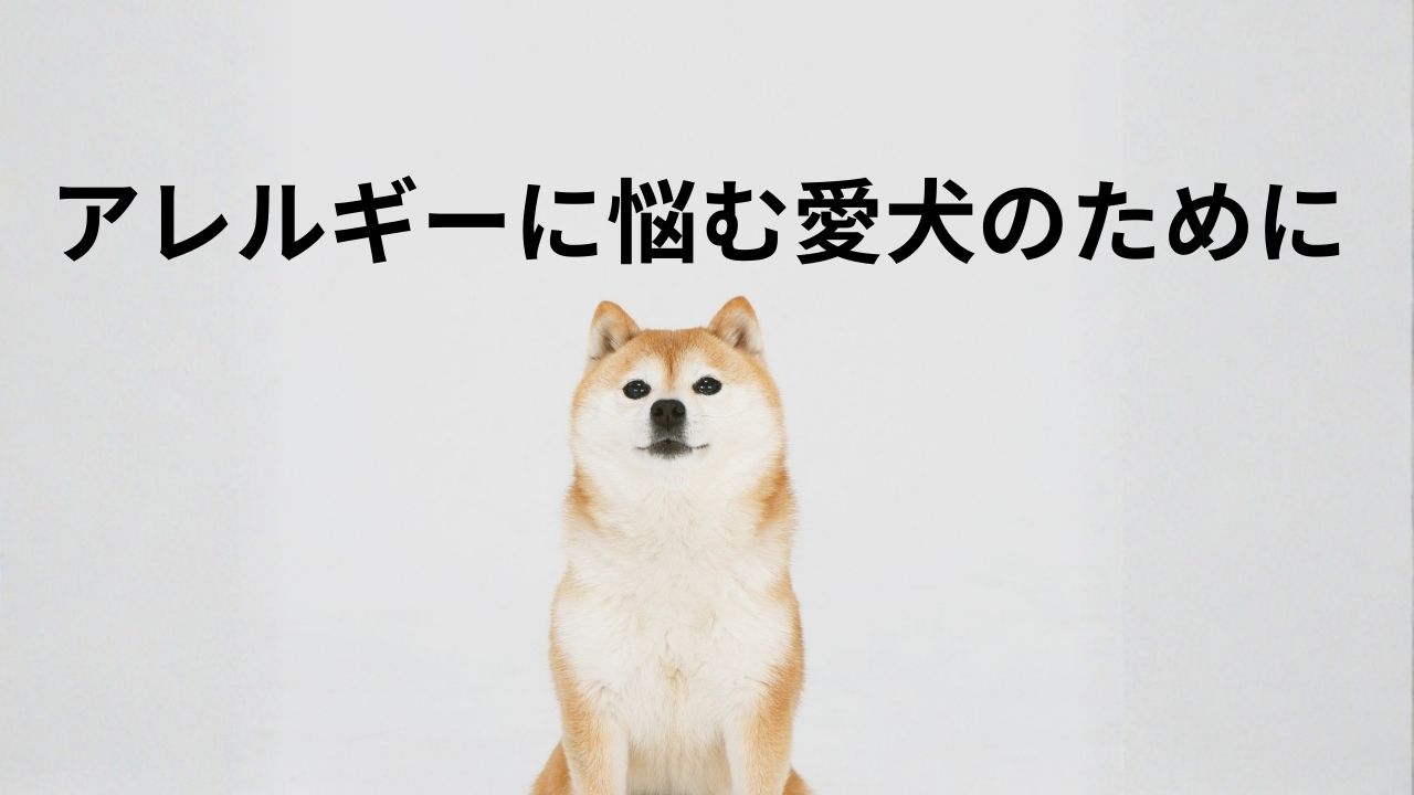 アレルギーに悩む愛犬のために
