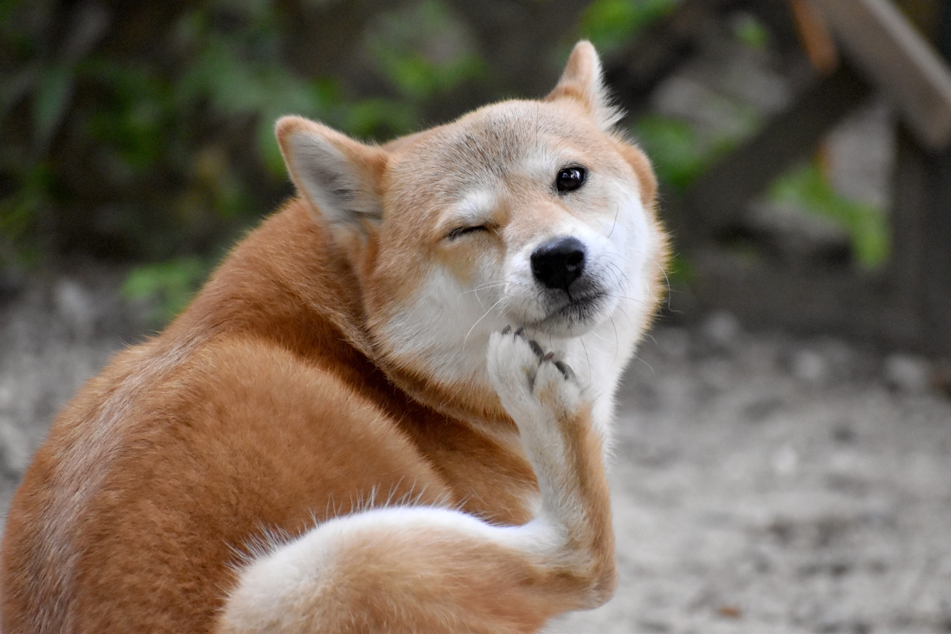 柴犬